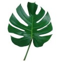 ΜΟΝΣΤΕΡΑ 20εκ....-MONSTERA  BLAD